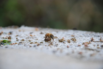 Abejas
