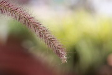 Close up grass flowers on green background