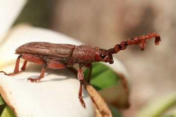 Close up brown beetle on white flower