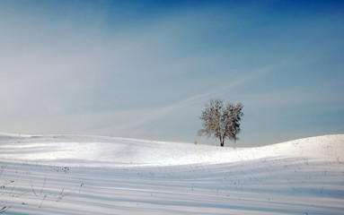 Beautiful winter landscape with lonely tree on the snowy field