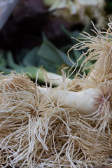 Scallions with white bulbs, roots and green stems photographed in a farmers' market in Aix en...