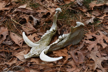 Fototapeta premium Wild Hog Jaw