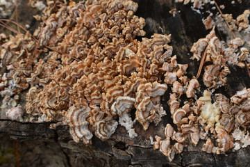 Stump Growth