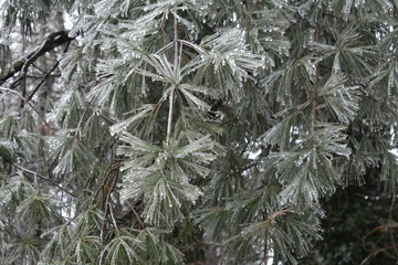 Icy Plants