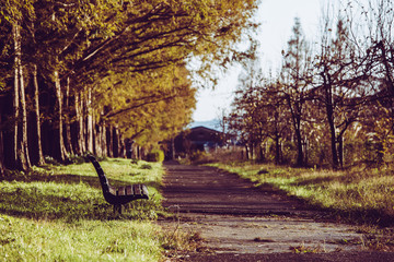 並木道とベンチ