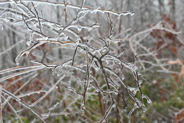Icy Plants
