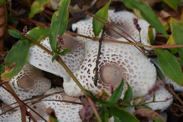 White Spotted Mushrooms