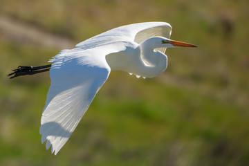 Great Egret