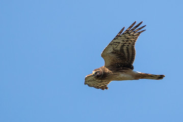 Northern Harrier