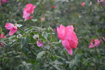 Beautiful flowers and roses with amazing colos and natural beauty!