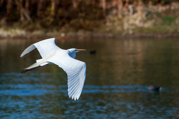 Great Egret
