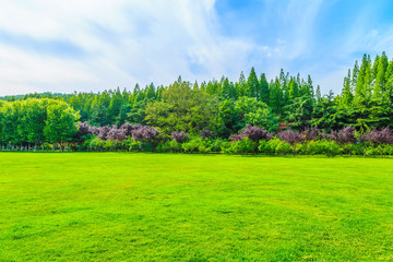 Green woods in the park