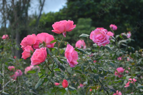 Beautiful flowers and roses with amazing colos and natural