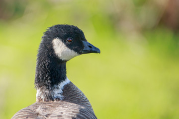 Cackling Goose
