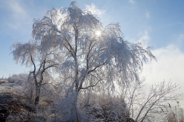 Fototapeta na wymiar Beautiful winter weather with snow-white trees and reeds near the lake and white fog on background