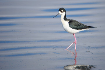Black-necked Stilt