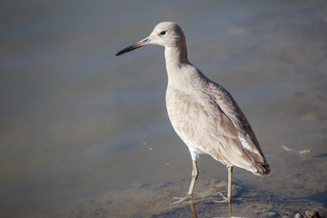 Willet