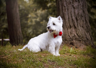 un perro westie sentado en el pasto verde viendo a la izquierda con una corbata roja