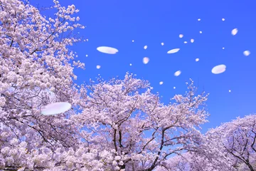 Zelfklevend Fotobehang Kersenbloesem SakuraFubuki