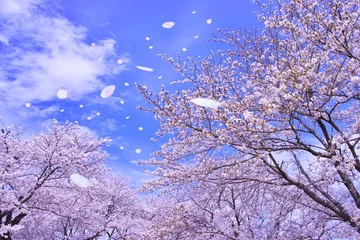 Crédence de cuisine en verre imprimé Fleur de cerisier SakuraFubuki