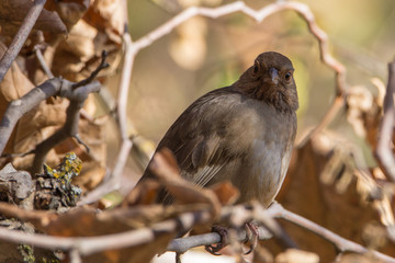 Brown Towhee