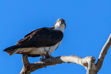 Osprey