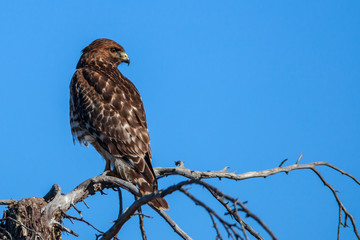 Red-shoulder Hawk