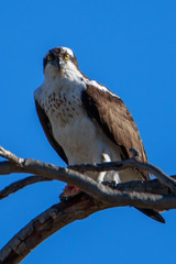 Osprey