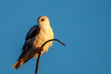 White-tailed Kite