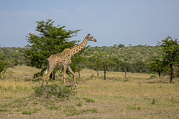 Giraffe Walking Serengeti National Park 0461