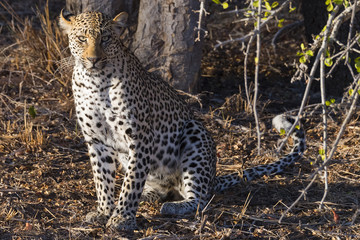 Fototapeta na wymiar Female Leopard known as Basille