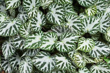 Fototapeta na wymiar Texture of green - white leaves.