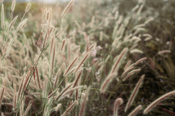 Grass with the beauty.