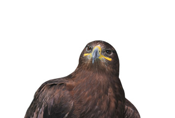Aquila chrysaetos (golden eagle)