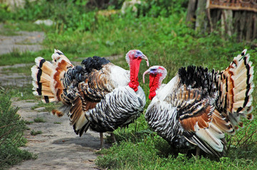 Turkey cock on yard