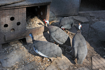 Helmeted guineafowl on farm