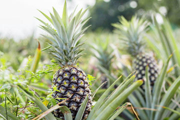 Pineapple growing with natural.
