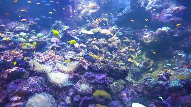 underwater world - sea, ocean, fish, coral