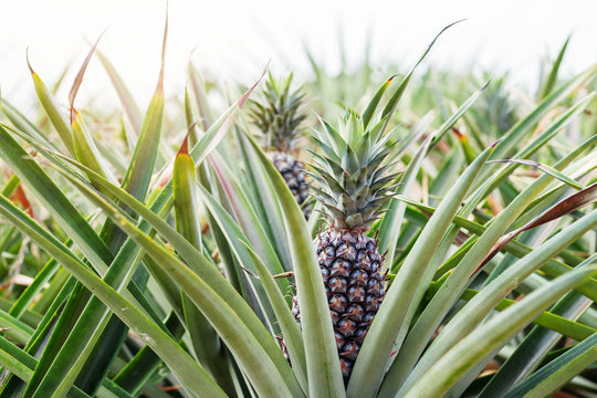 pineapple grows on farm at morning.