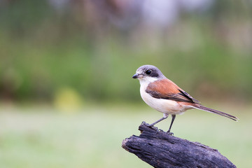 Burmese Shrike 