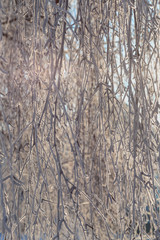 thin birch branches in frost on the background of a Sunny winter sky