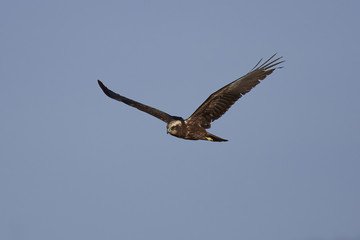 Western marsh harrier (Circus aeruginosus)