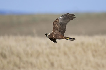 Western marsh harrier (Circus aeruginosus)
