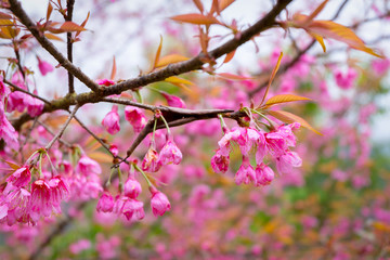 Beautiful cherry blossom or sakura flower background, background