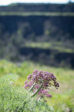 Desert parsley, Oregon