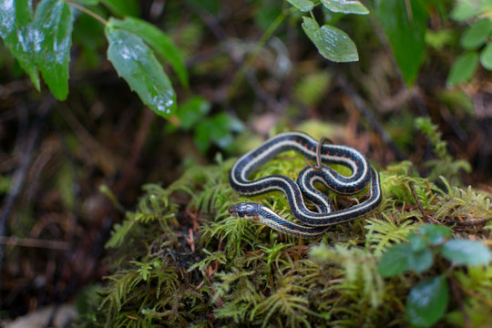 Snake on the forest floor in Oregon