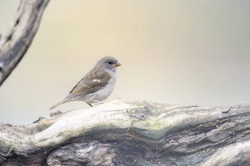 GREYHEADED SPARROW (Passer griseus)