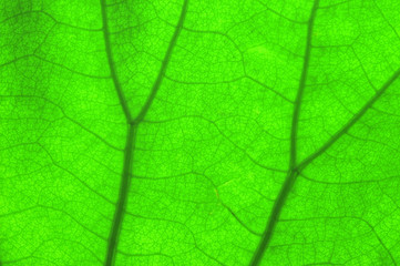 Close up view on green lotus leaf texture
