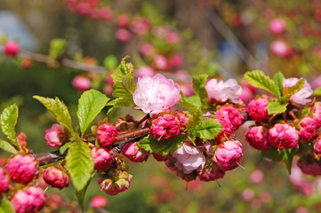 Cerasus serrulata (Japanese flowering cherry)