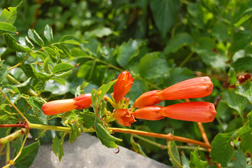 Red Campsis flower